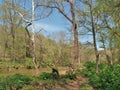 Buckquarter Creek Trail in Eno River State Park